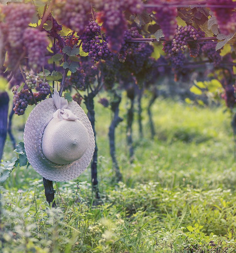hat in a vinyard